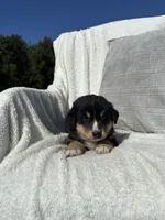 Benj, a male Bernese Mountain Dog and Siberian Husky for sale in Nappanee, IN – 6 of 6