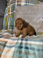 Sapphire, a male Miniature Dachshund for sale in Nappanee, IN – 5 of 7