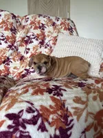 Jenny, a female English Bulldog and Beagle for sale in Nappanee, IN – 3 of 5