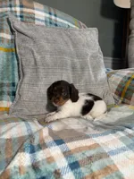 Charlie, a male Miniature Dachshund for sale in Nappanee, IN – 5 of 7