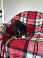 Sheaba , a female Labradoodle for sale in Nappanee, IN – 5 of 5