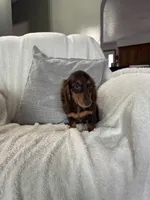 Jasper , a male Miniature Dachshund for sale in Nappanee, IN – 6 of 6
