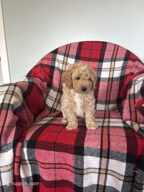 Ned – Labradoodle puppy for sale in Nappanee, IN