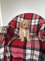 Ned, a male Labradoodle for sale in Nappanee, IN – 1 of 5