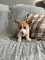 Cesar, a male Pembroke Welsh Corgi for sale in Nappanee, IN – 2 of 5