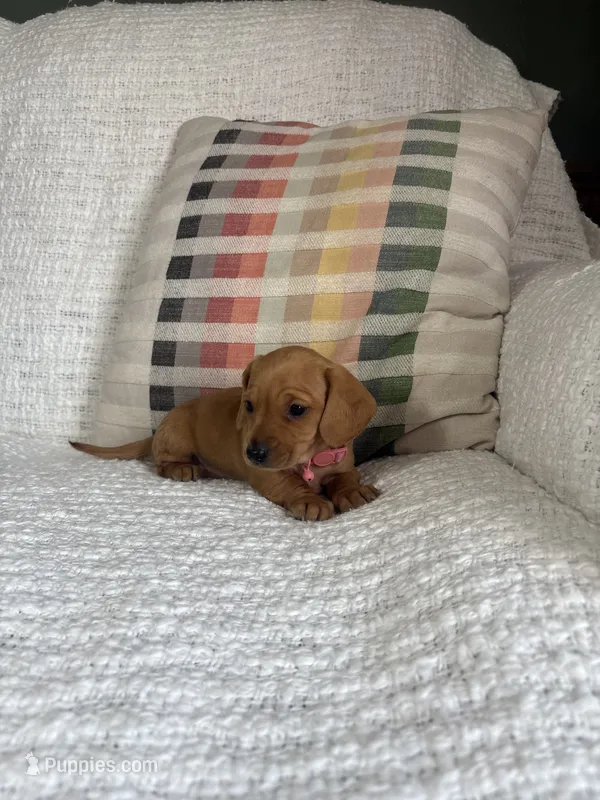 Sophie, a female Miniature Dachshund for sale in Nappanee, IN – 1 of 5