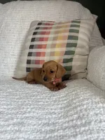 Sophie, a female Miniature Dachshund for sale in Nappanee, IN – 1 of 5