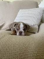 Nova, a female English Bulldog for sale in Nappanee, IN – 3 of 6
