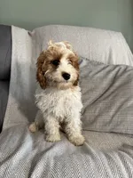 Lance, a male Cavapoo for sale in Nappanee, IN – 2 of 5