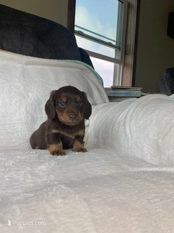 Bruce – Miniature Dachshund puppy for sale in Nappanee, IN