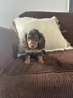 Bruce, a male Miniature Dachshund for sale in Nappanee, IN – 4 of 6