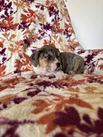 Eve, a female English Bulldog and Beagle for sale in Nappanee, IN – 4 of 5