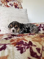 Rosie, a female English Bulldog and Beagle for sale in Nappanee, IN – 4 of 5