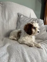 Logan, a male Cavapoo for sale in Nappanee, IN – 4 of 6