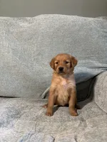 Lexi, a female Golden Retriever for sale in Nappanee, IN – 5 of 5