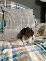 Charlie, a male Miniature Dachshund for sale in Nappanee, IN – 4 of 7