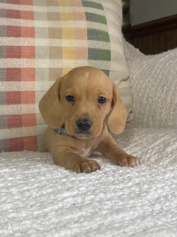 Copper, a male Miniature Dachshund for sale in Nappanee, IN – 1 of 7