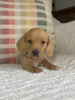 Copper, a male Miniature Dachshund for sale in Nappanee, IN – 1 of 7