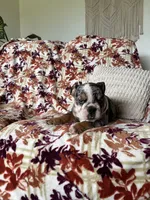 Macy, a female English Bulldog for sale in Nappanee, IN – 8 of 8