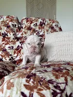 Prince , a male English Bulldog for sale in Nappanee, IN – 4 of 6