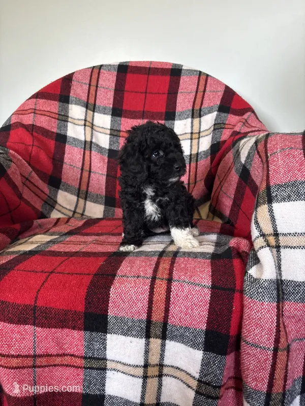 Sheaba  – Labradoodle puppy for sale in Nappanee, IN