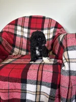 Sheaba , a female Labradoodle for sale in Nappanee, IN – 1 of 5
