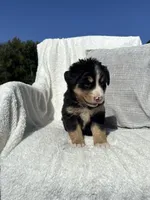 Chloe, a female Bernese Mountain Dog and Siberian Husky for sale in Nappanee, IN – 3 of 7
