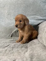 Chloe, a female Golden Retriever for sale in Nappanee, IN – 4 of 5