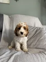 Lance, a male Cavapoo for sale in Nappanee, IN – 4 of 5