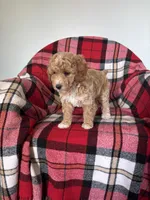 Turbo, a male Labradoodle for sale in Nappanee, IN – 5 of 5