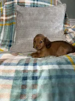 Sapphire, a male Miniature Dachshund for sale in Nappanee, IN – 6 of 7