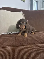 Bruce, a male Miniature Dachshund for sale in Nappanee, IN – 2 of 6