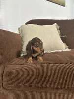 Willow, a female Miniature Dachshund for sale in Nappanee, IN – 3 of 5