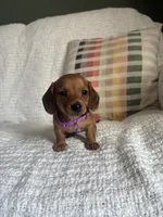 Maive, a female Miniature Dachshund for sale in Nappanee, IN – 2 of 7