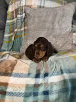 Jasper , a male Miniature Dachshund for sale in Nappanee, IN – 5 of 5