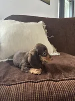 Bruce, a male Miniature Dachshund for sale in Nappanee, IN – 5 of 6