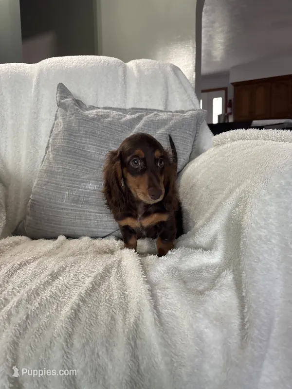 Jasper  – Miniature Dachshund puppy for sale in Nappanee, IN