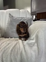 Jasper , a male Miniature Dachshund for sale in Nappanee, IN – 1 of 6