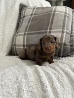 Charlie , a male Miniature Dachshund for sale in Nappanee, IN – 8 of 9