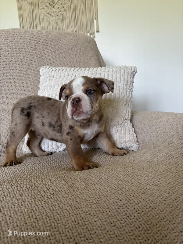 Nova – English Bulldog puppy for sale in Nappanee, IN