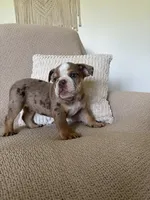 Nova, a female English Bulldog for sale in Nappanee, IN – 1 of 6