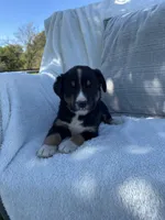 King, a male Bernese Mountain Dog and Siberian Husky for sale in Nappanee, IN – 3 of 5