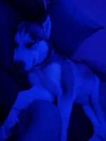 Saka, a female Siberian Husky for sale in Vanceboro, NC – Photo 4 of 6