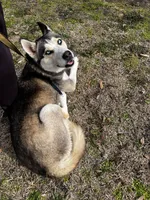 Saka, a female Siberian Husky for sale in Vanceboro, NC – Photo 1 of 6