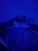 Saka, a female Siberian Husky for sale in Vanceboro, NC – Photo 3 of 6