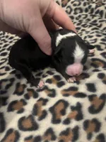 Black Tri Male , a male Toy Australian Shepherd for sale in Lucedale, MS – 3 of 3