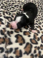 Black Tri Male , a male Toy Australian Shepherd for sale in Lucedale, MS – 2 of 3