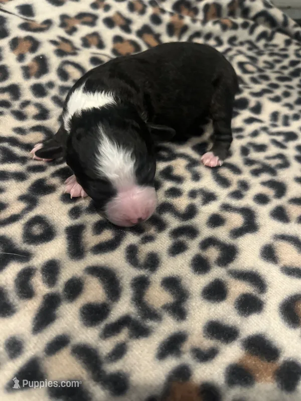 Black Tri Male  – Toy Australian Shepherd puppy for sale in Lucedale, MS