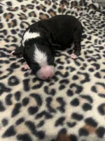 Black Tri Male , a male Toy Australian Shepherd for sale in Lucedale, MS – 1 of 3