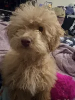 Ben, a male Poodle - Miniature  for sale in Elizabeth, NJ – 2 of 3